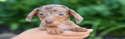 Miniature Dachshund dogs for sale:  Zion💙 - Ad 11