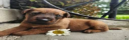 Irish Terrier dogs for sale: Rex - Ad 6