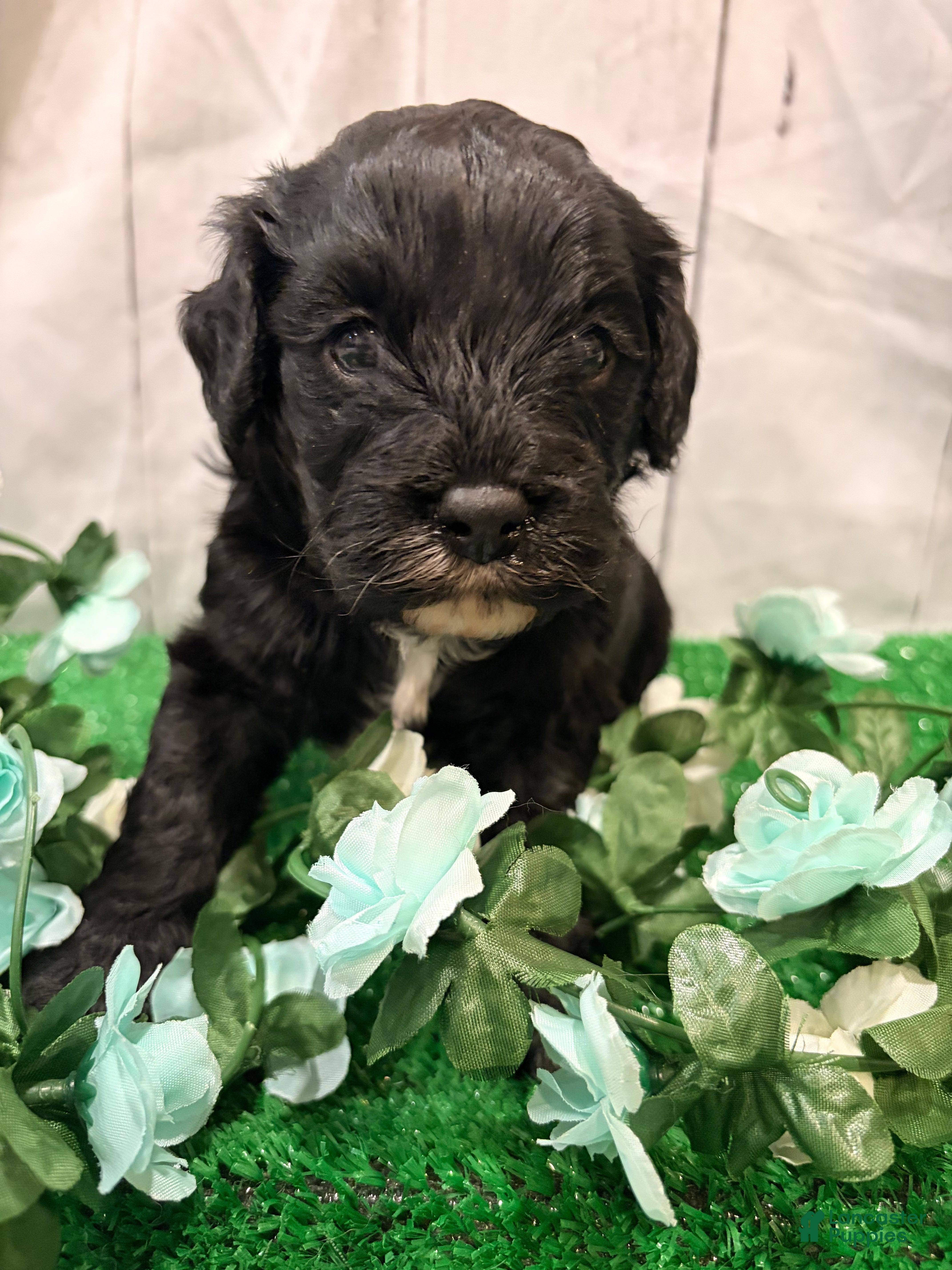 Cavapoo dogs Ricky - Ad 1