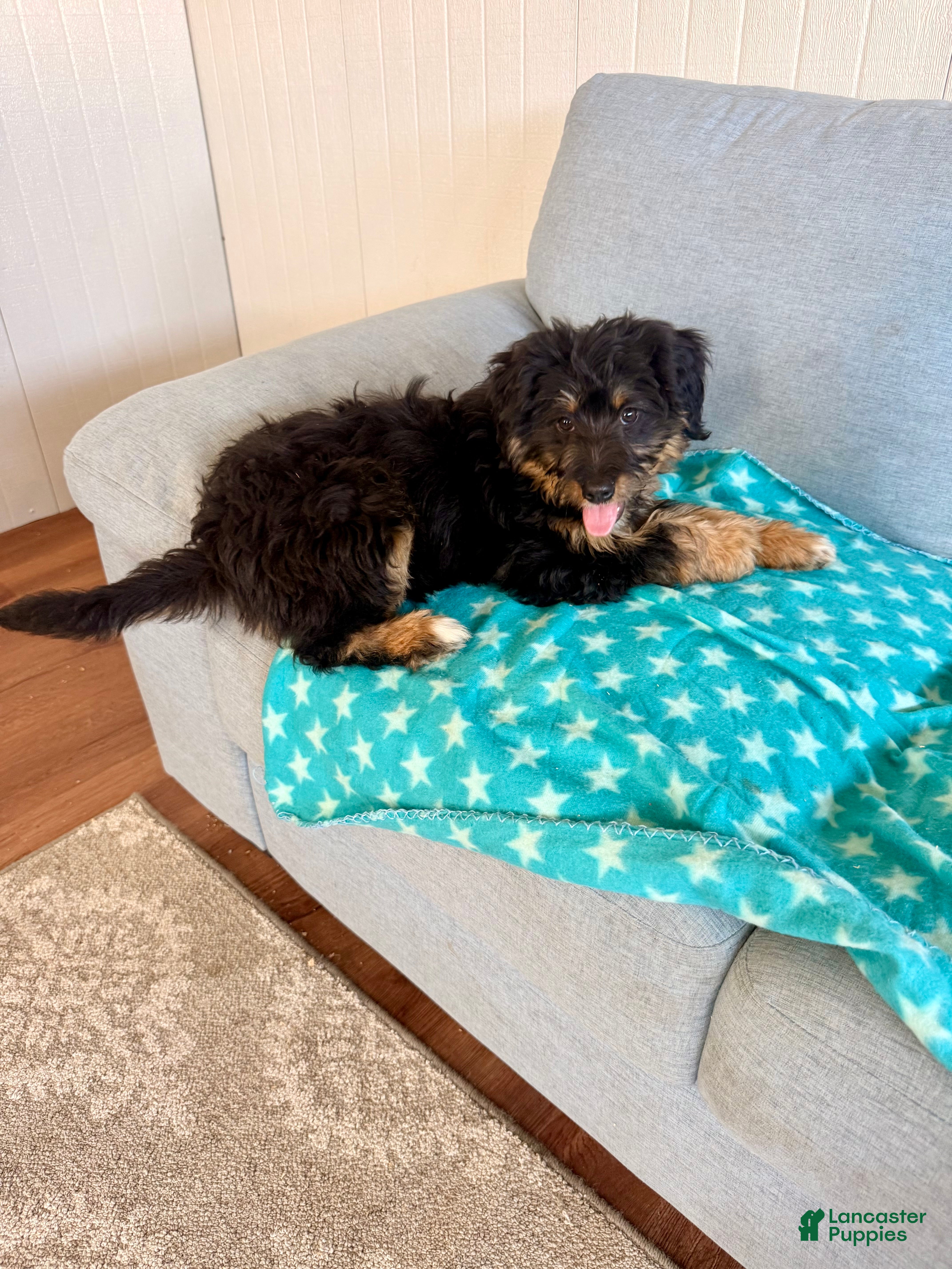 Bernedoodle dogs Sky - Ad 2