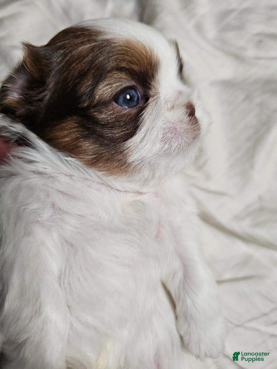 Shih Tzu dogs for sale: Hershey Kisses - Ad 1