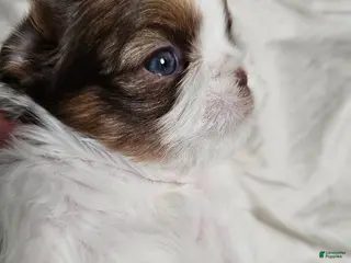 Shih Tzu dogs Hershey Kisses - Ad 17