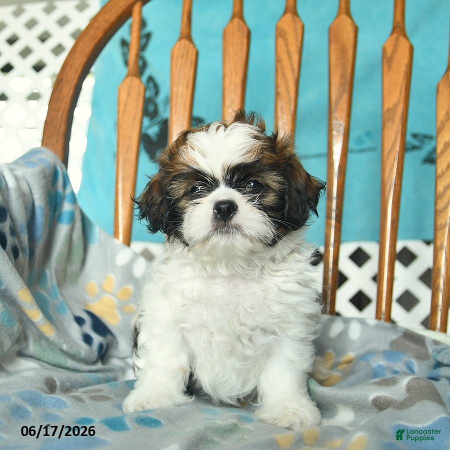 Shih Tzu dogs Owen  - Ad 1