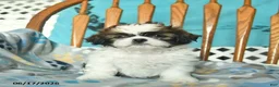 Shih Tzu dogs for sale: Owen  - Ad 1