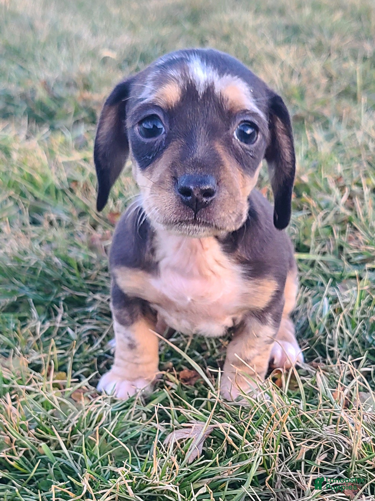 Miniature Dachshund dogs Flora - Ad 8