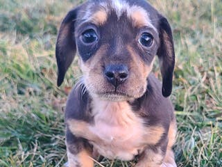 Miniature Dachshund dogs Flora - Ad 8