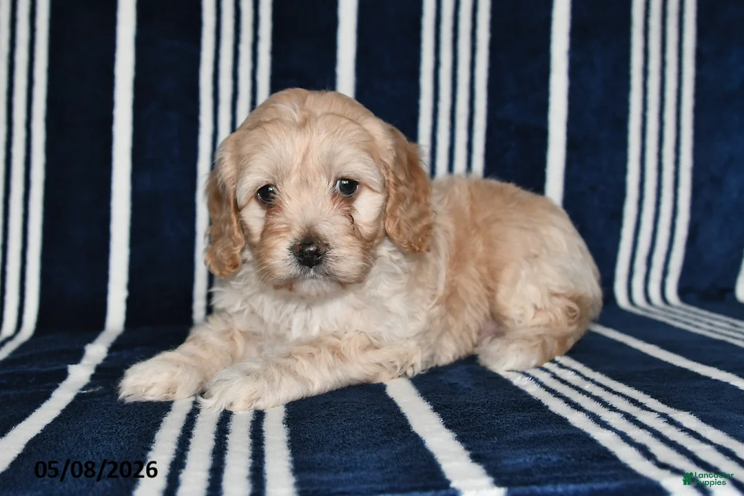 Cockapoo dogs for sale: Buttercup - Ad 5