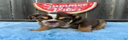 English Bulldog dogs for sale: Kelly - Ad 3