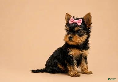 Yorkshire Terrier dogs Sally - Ad 40