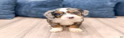 Mini Bernedoodle dogs for sale: Boomer - Ad 3