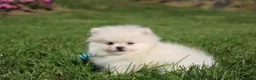 Pomeranian dogs for sale: Mochi - Ad 7