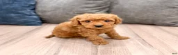 Mini Goldendoodle dogs for sale: Jack - Ad 3