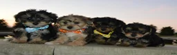 Yorkiepoo dogs for sale: Tiny Stella - Ad 12