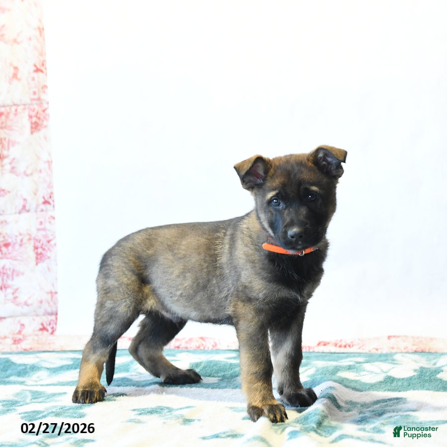 German Shepherd dogs Hammer - Ad 2