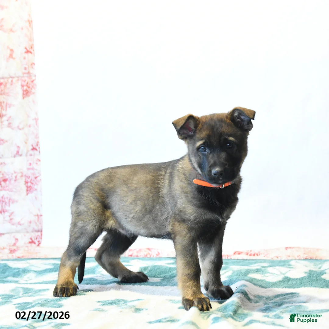 German Shepherd dogs for sale: Hammer - Ad 2