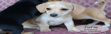 Ted