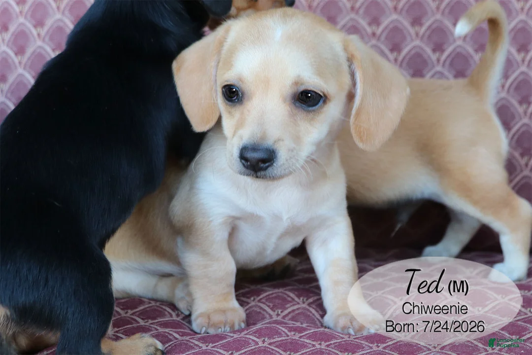 Chiweenie dogs for sale: Ted - Ad 1