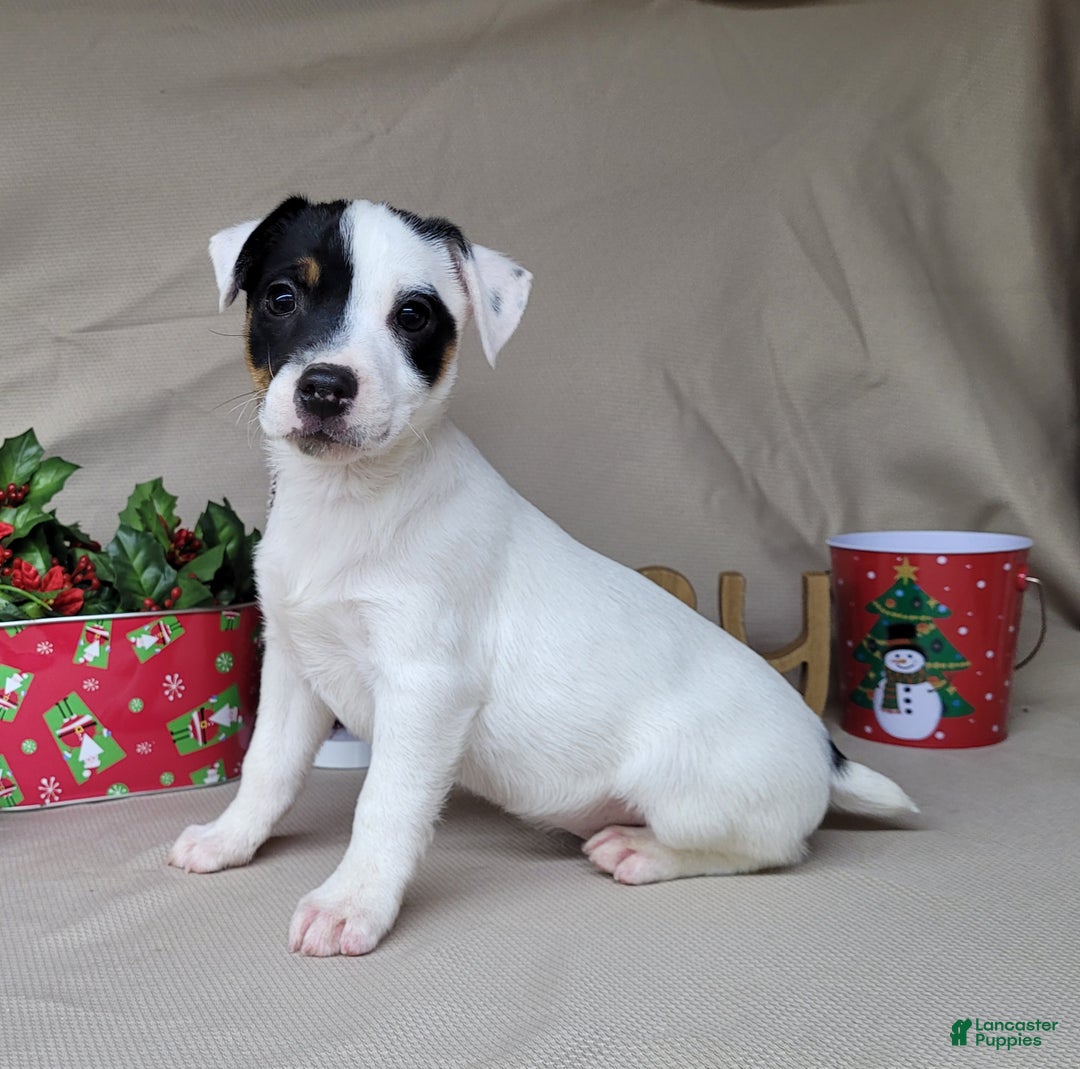 Jack Russell Terrier dogs for sale: "FIRE" of Westfork  - Ad 8