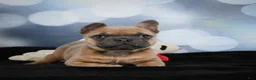 French Bulldog dogs for sale: April - Ad 7
