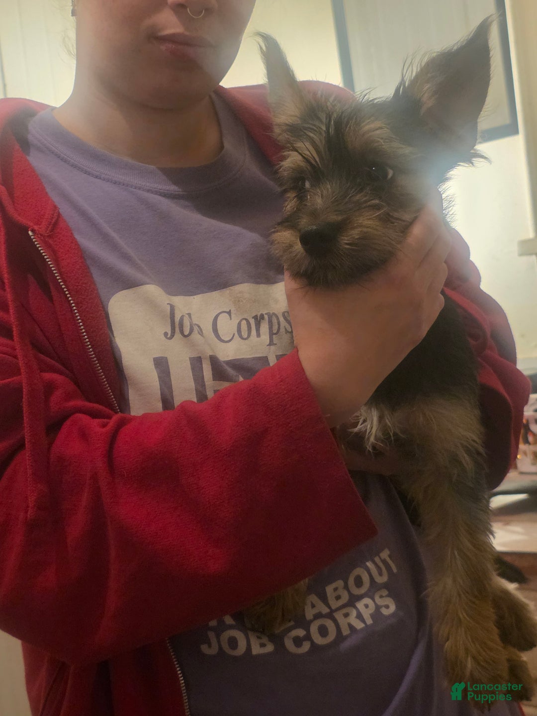 Mixed Breed dogs for sale: Mia - Ad 3