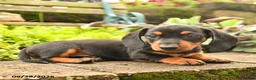 Miniature Dachshund dogs for sale: Rocky - Ad 4
