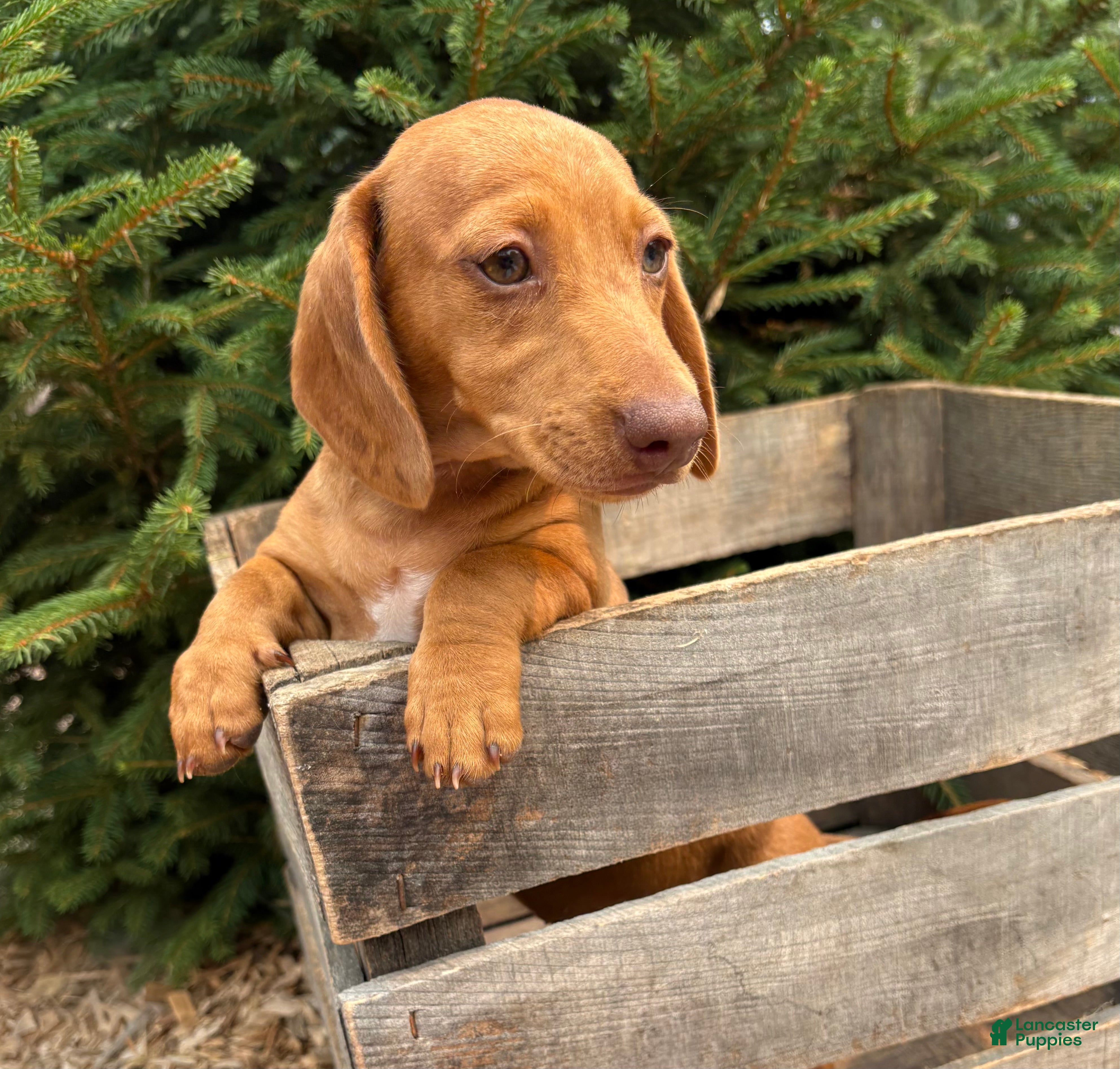 Dachshund dogs Raine - Ad 2
