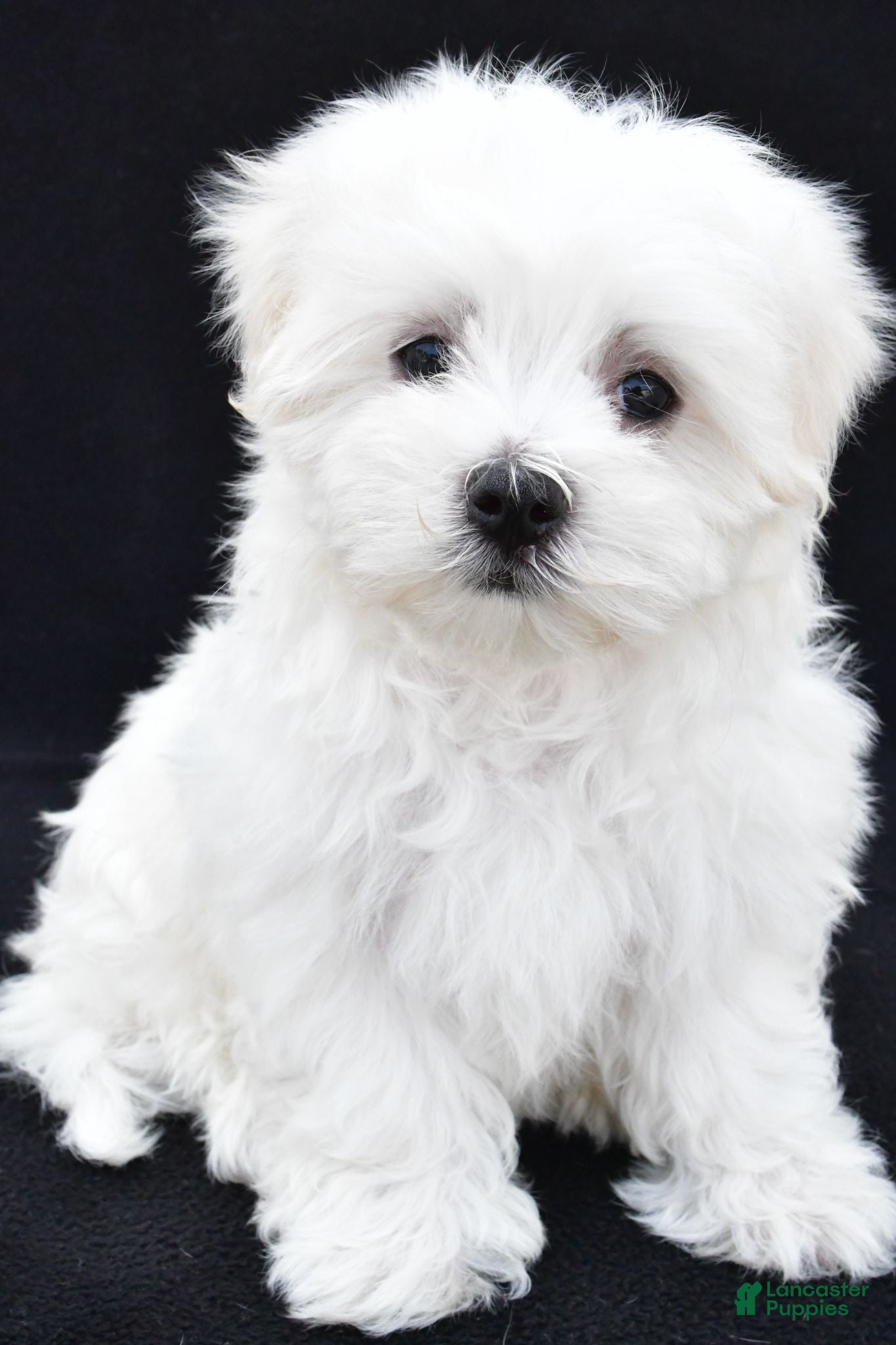 Maltese dogs Sammy - Ad 2