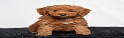 Mini Goldendoodle dogs for sale: Richie - Ad 5