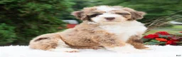Mini Bernedoodle dogs for sale: Ruffles  - Ad 3