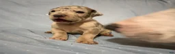 Great Dane dogs for sale: Pegasus - Ad 5