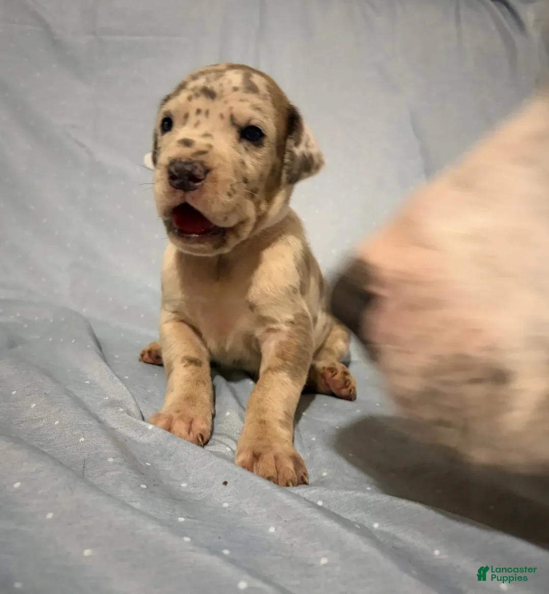 Great Dane dogs for sale: Pegasus - Ad 5