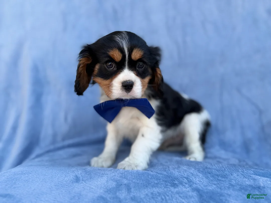 Cavalier King Charles Spaniel dogs for sale: Goonie - Ad 2