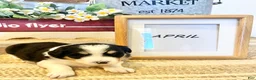 Mixed Breed dogs for sale: April  - Ad 3
