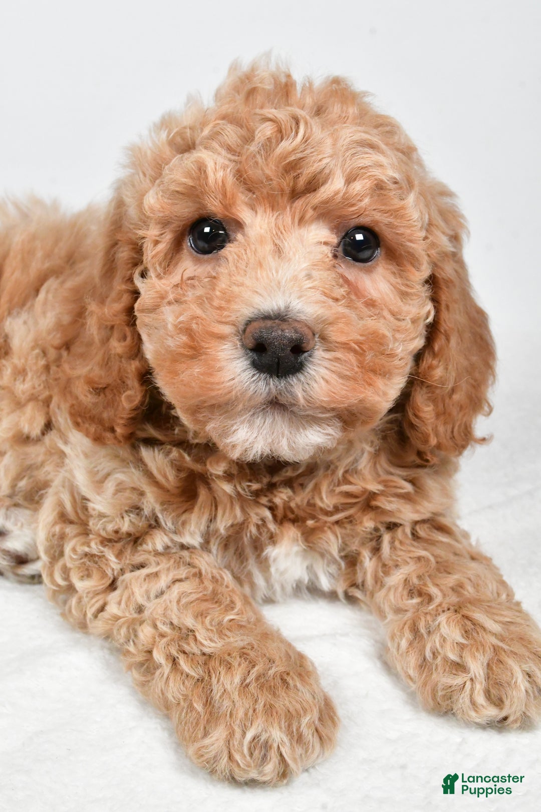 Bichpoo dogs for sale: Teddy - Ad 9