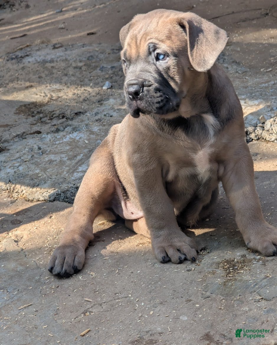 Cane Corso dogs Andromeda  - Ad 2