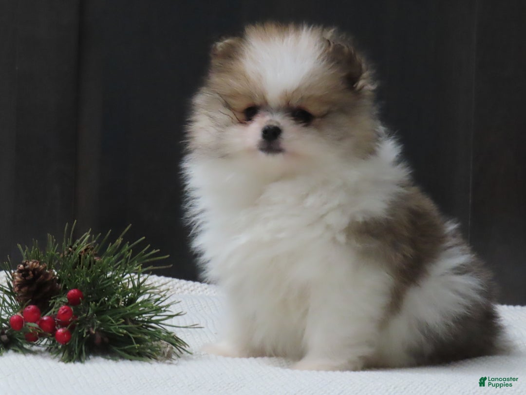 Pomeranian dogs for sale: DASSY - Ad 7