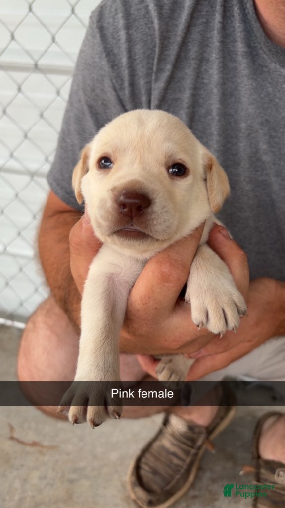 Labrador Retriever dogs Pink Female - Ad 25