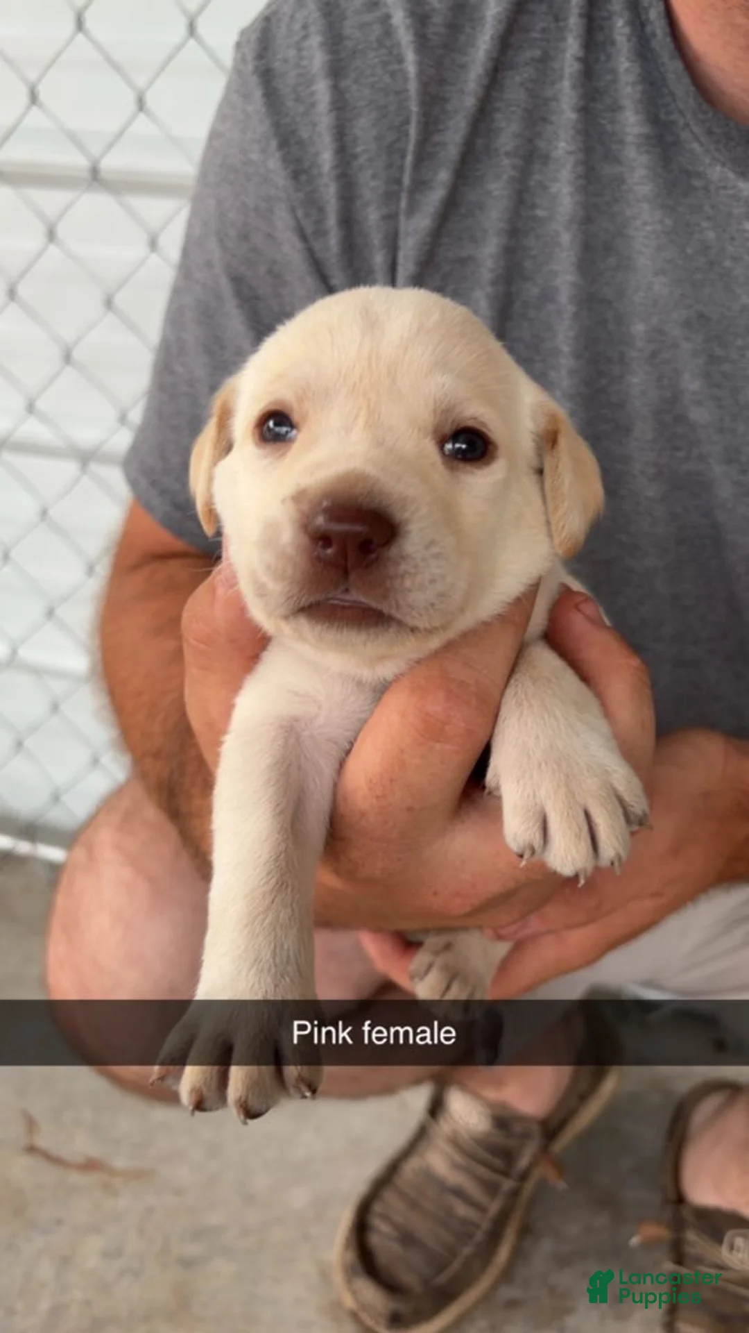 Labrador Retriever dogs for sale: Pink Female - Ad 1