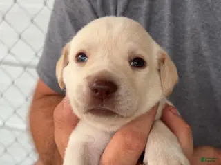 Labrador Retriever dogs Pink Female - Ad 25