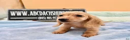 Miniature Dachshund dogs for sale: South African AKC Carrie’s Choc CR - Ad 5