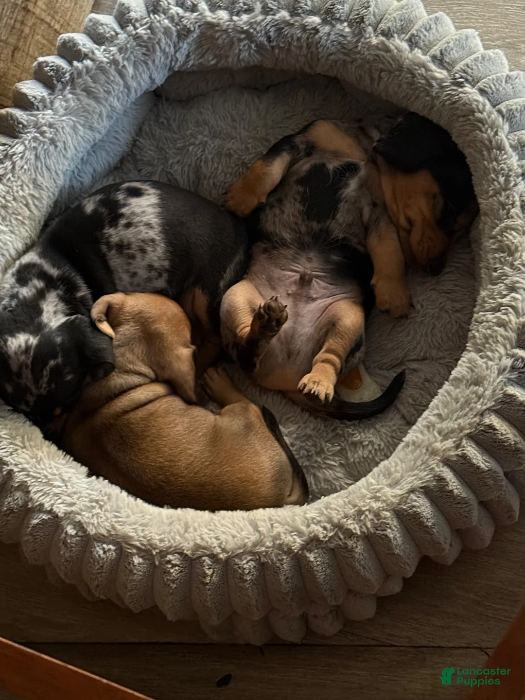 Miniature Dachshund dogs for sale: Miniature Dachshund 2 - Ad 11