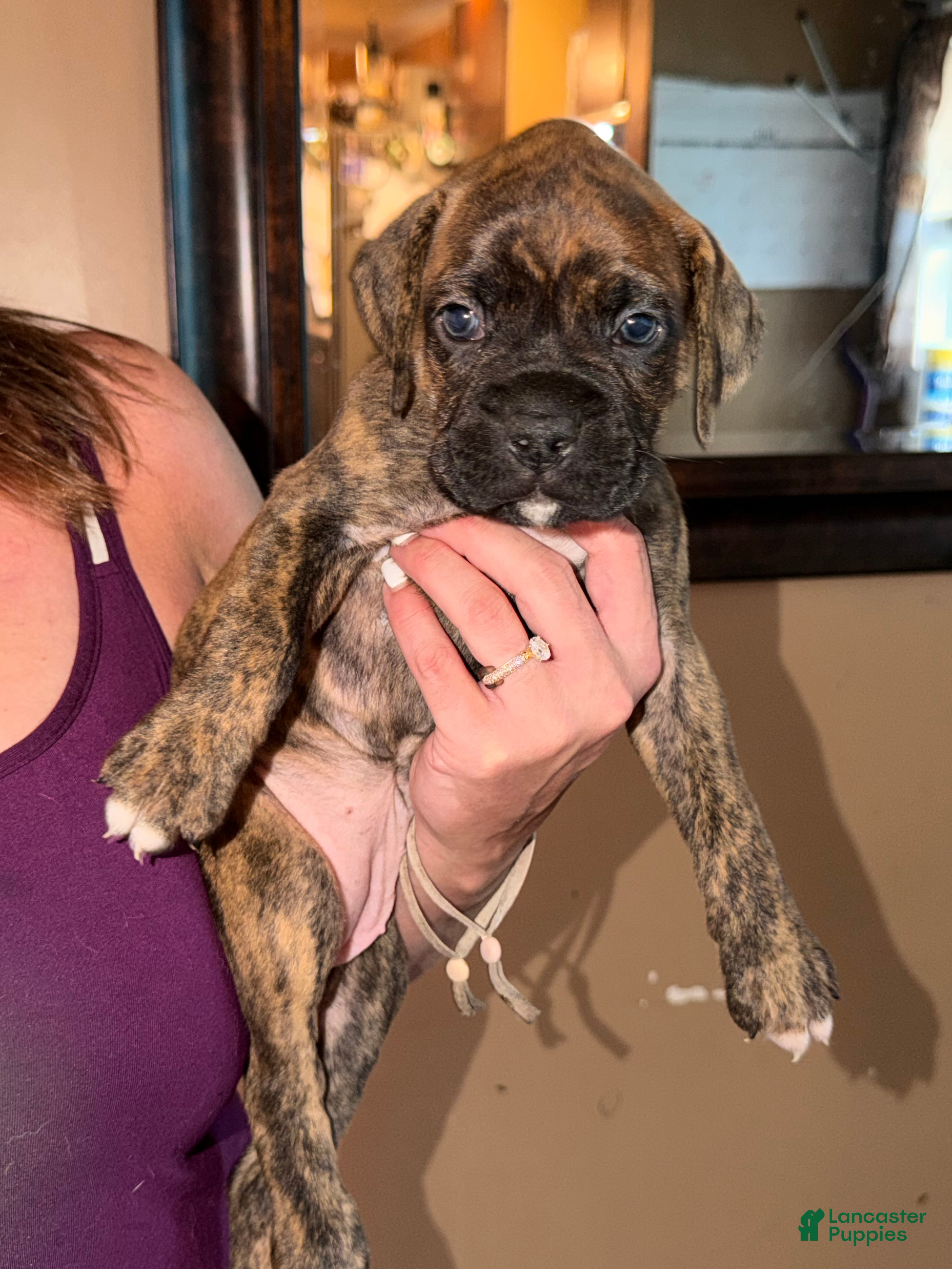 Boxer dogs Burgundy collar girl - Ad 29
