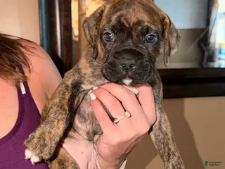 Boxer dogs Burgundy collar girl - Ad 29