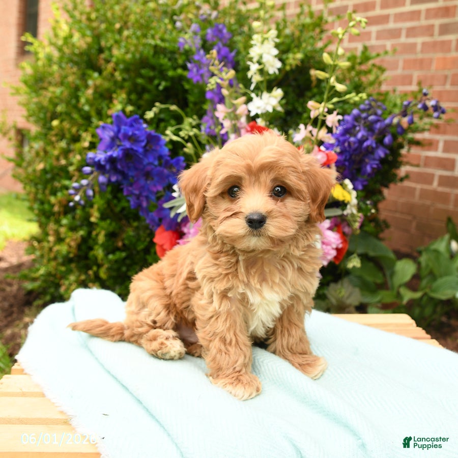 Maltipoo dogs Lake  - Ad 1