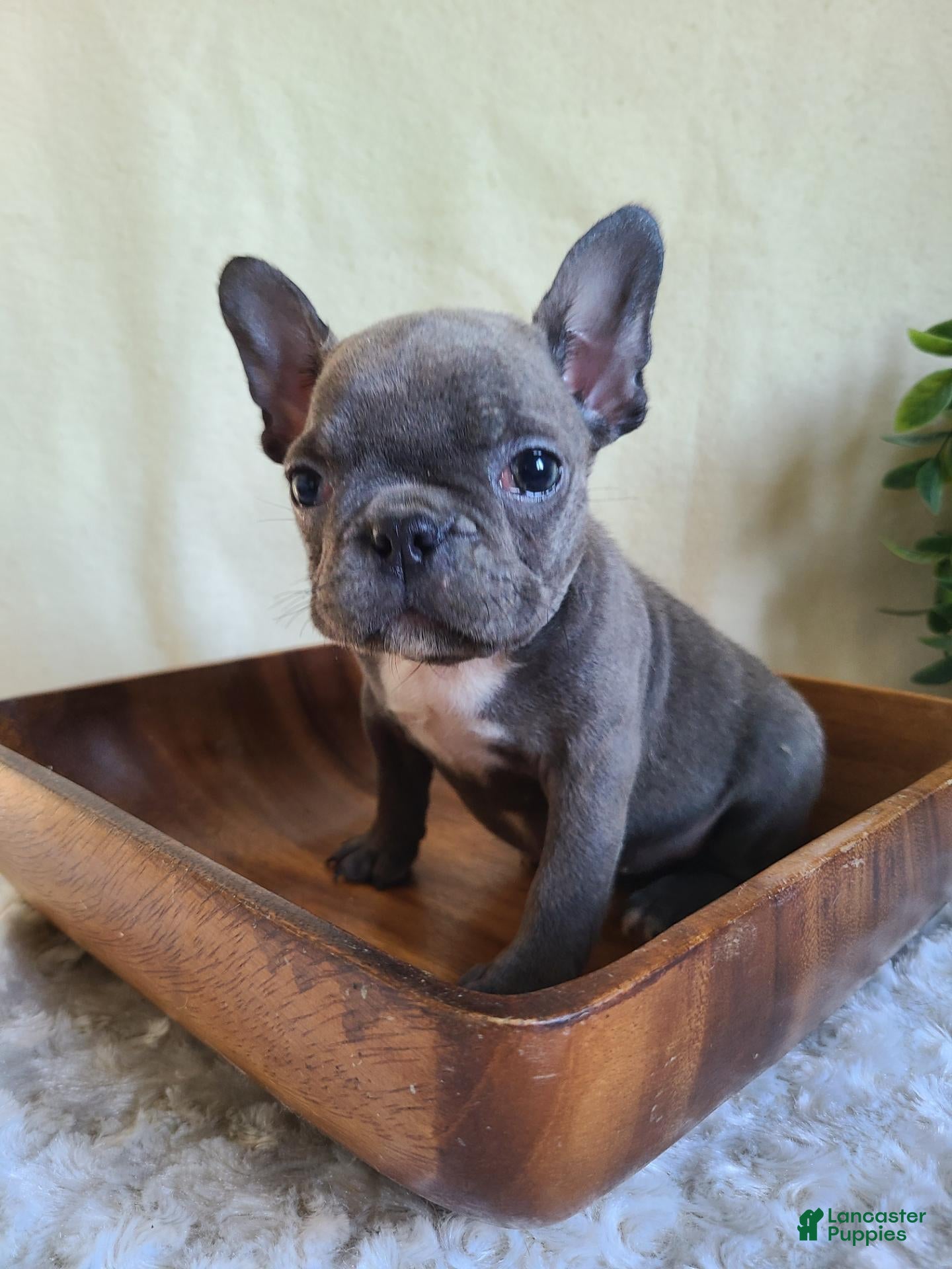 Frenchton dogs for sale: Jill - Ad 1