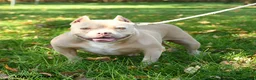 American Bully dogs for sale: Halo - Ad 4