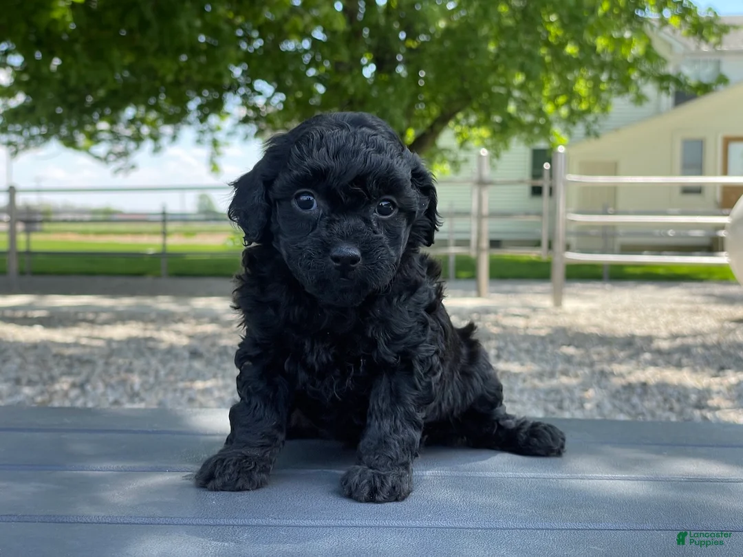 Miniature Poodle dogs for sale: Annamae Miniature Poodle Puppy  - Ad 1