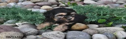 Shorkie dogs for sale: Sammy - Ad 4