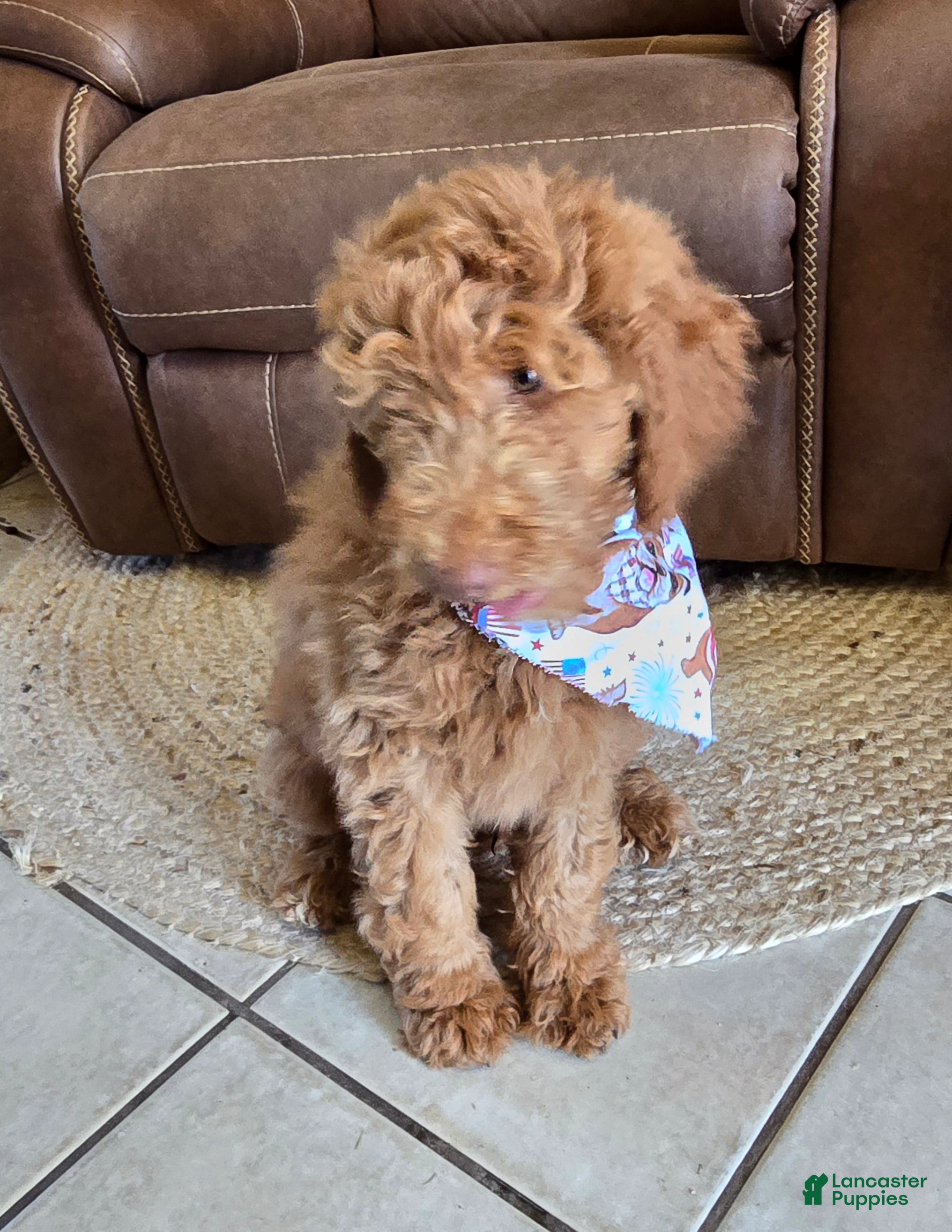 Goldendoodle dogs Goldendoodle Puppy 2 - Ad 28