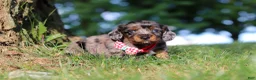 Miniature Dachshund dogs for sale: Boysenberry - Ad 5